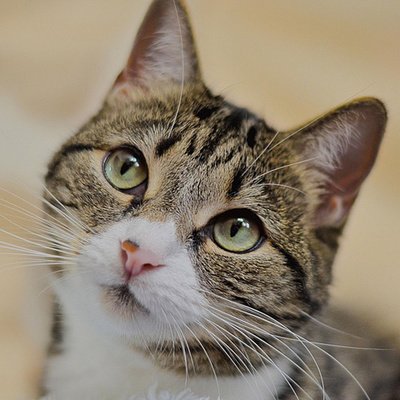 猫好き🐱/ネットで学んだ哲学的なことを発信する趣味垢/こういうの好きな人いたら大歓迎です！苦手な人はスルーして下さい🙏/テレビはお笑いをよく観ます☘/無言フォロー失礼します_(._.)_