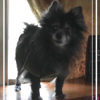 Danny (@drag0nmaster17) 's Twitter Profile
