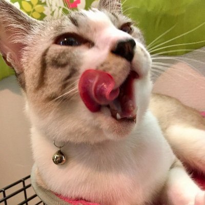 熊本県在住40代♂/双極性Ⅱ型障害&社会不安障害&片頭痛持ち/妻、犬、猫x2と5人暮らし/DTMer/持病関連の呟き/たまに自分の曲&写真をアップします。
作曲関係の別垢: https://t.co/KgUPTCwFom
#DTM #DTMer #DTMerと繋がりたい #社交不安障害 #双極性障害 #片頭痛