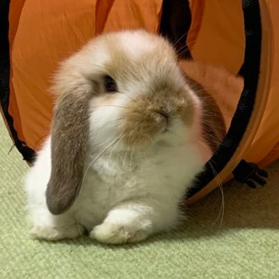 wiss3347's profile picture. 2022年1月からウイスキーを嗜み始めました初心者です。皆さんの美味しそうなウイスキーを肴にして呑んでます😃無言フォロー失礼します