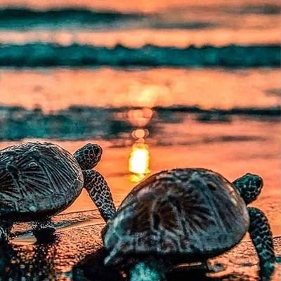 Haibean1017's profile picture. Hey! I play Royale high! I'm no one to special 💗 My roblox user: haibean1017 *if you wanna friend me :)*  Merry Summmmmmerrr! 🏖