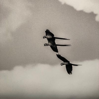 pernstb's profile picture. “No mundo moral, como no mundo físico, tudo muda sobre uma base que não muda nunca.” R. Barbosa