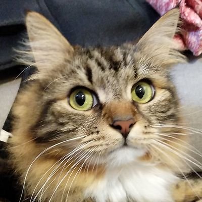 浜田省吾さん 古村さん大好き
猫好き ソプラノサックス🎷
駄目なことはだめだよね
30年ぶり 月一ゴルファー⛳
相撲ファン歴  50年
株　難しい😞
最近　アコギを始めました