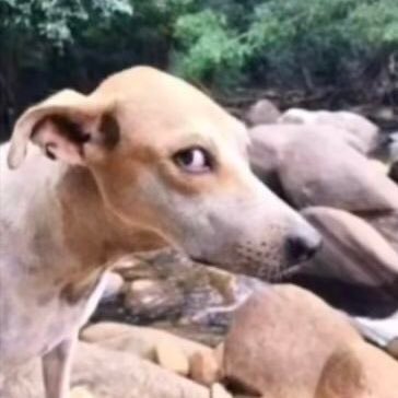 maumasukunpaddd's profile picture. barely active