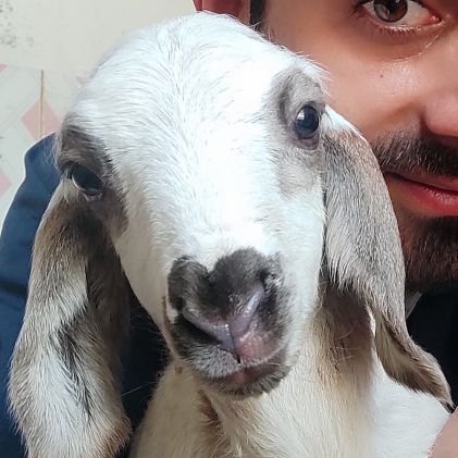 Engineer by degree
Panchayat Secretary by profession
sheep lover
Enjoy gardening
Love to be with myself...
Work in progress
