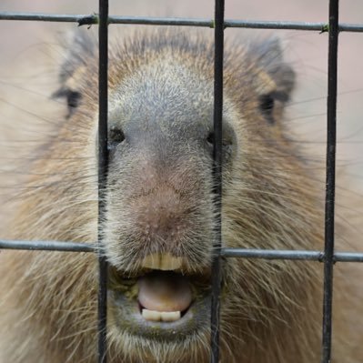 サブ垢です、選手の魅力や会場の雰囲気が伝われば良いなとプロレス写真を垂れ流しています。 選手御本人様でしたら写真はご自由にお使いください。 本垢(デスマッチ) @pig25kong