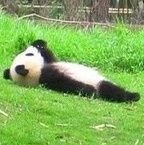 choromichan63's profile picture. 主に鑑賞 たまにつぶやきます
40over
ちょろいの「ろん」