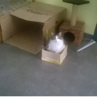 ivanrosel1983's profile picture. salt