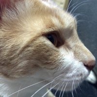 ばーちー (@bachi7q) 's Twitter Profile