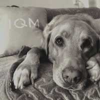 Quantum Dog (@quantumdog_iqm) 's Twitter Profile Photo