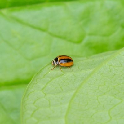 動物好きの京都府立植物園を守りたい！北山エリア開発反対アカウントです。ビオトープ計画管理士2級 生物分類技能検定受験勉強中📝