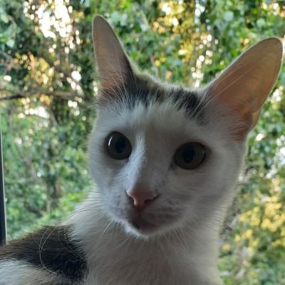 smartnosepet's profile picture. Бордер, фокс и три котейки - не скучать вам на скамейке
 #FollowBack #cats #dogs