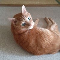 ムーキャット (@daijun0221) 's Twitter Profile