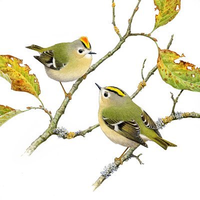 Illustrator and artist of birds and their natural world. Kent & East Sussex birder.