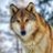 Rus_Wulf's profile image