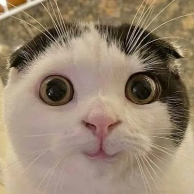 jin_tommy's profile picture. 好奇心が大事