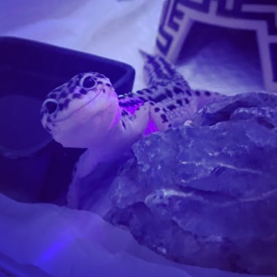 tVeLLBT0m4EJYij's profile picture. 