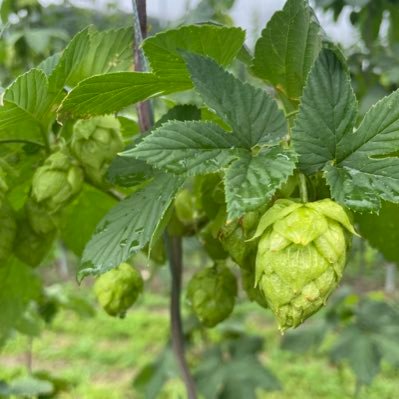 Harusaki0quilt0's profile picture. メシテロと寿司テロを頑張る社畜 アニメと料理好きの気まぐれ、ウイスキーの世界に惹かれ始めました。 アズールレーンは5年目に突入･:*+.\(( °ω° ))/.:+