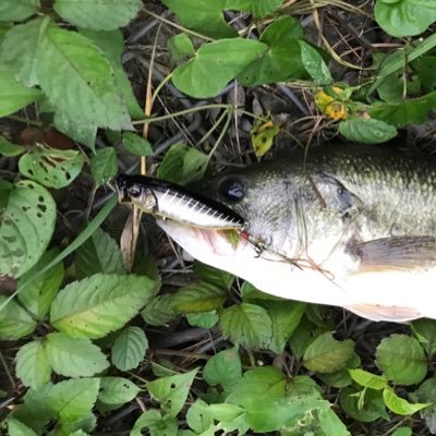 モンハンnowとバス釣りをよりエンジョイするためのアカウント💡埼玉県を中心にエンジョイしてます😆 モンハンnowも大宮付近で✨モンハンnow盛り上げよう！コード載せてる方には申請送りますので優しくしてください🤩釣り友&狩り友募集中👍