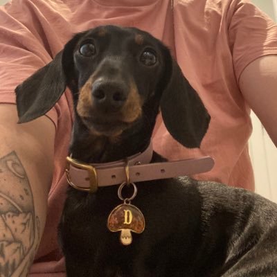 27/ civil servant part of HMPPS/ proud pawrent to Nelly and Daphne the miniature dachshunds🌭