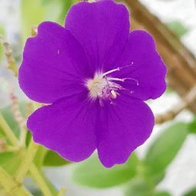 ViSe77736991's profile picture. Disfrutar el momento