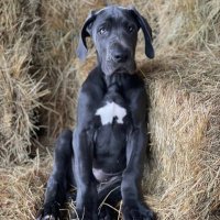 Maluka Thoroughbreds (@malukafarm) 's Twitter Profile