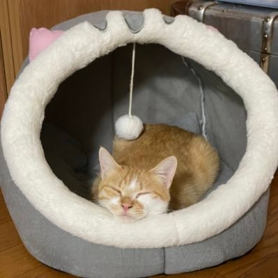 Clover48888's profile picture. ニャンコ６:人間２
大変だけど幸せ