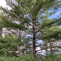Bill in the north woods (@billupinnawoods) 's Twitter Profile