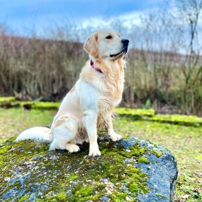 DaubleHannes's profile picture. 