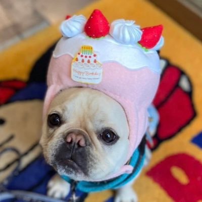 DaifukuNara's profile picture. 7.6ｋ♂小さいフレブル大福です💓   ならまち 奈良駅 商店街散歩しています💓インスタおもです😅Xも頑張ります💓仲良くして下さいね💖2020／10／28生