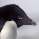 ✦ (@glthadelie) 's Twitter Profile Photo