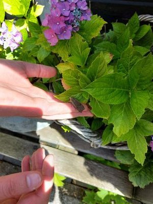 Kreukels55's profile picture. Kreukels vinden en gladstrijken. Ongezouten commentaar! WEF jankers en foute vlag = blok!