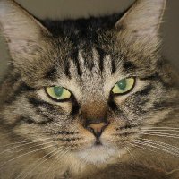 Wesley (@wesleyplpl) 's Twitter Profile