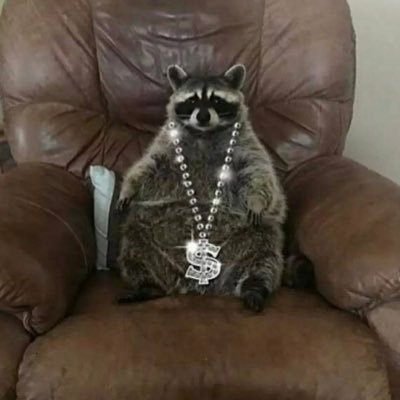Self proclaimed number one raccoon Twitter account. All images belong to their original owners.