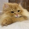 Mr_KuRuM1's profile picture. Mr.Childrenが好き。初参戦は大雨の未完日産スタジアム！ミスチル語りたくてミスチル垢作成しました〜 よろしくお願いします〜初めて買ったCDはニシエヒガシエ！無言フォロー失礼致します！あとは安室奈美恵、Superfly、King Gnuとかとか！バスケも好きです〜