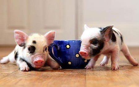 buyteacuppigs's profile picture. We sell adorable mini teacup pigs. They make excellent pets and they're man's new best friend.