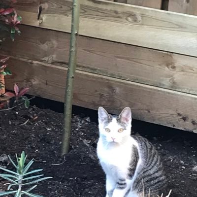 Huisastridstef1's profile picture. 