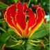 FlameLilly's #1 Baby Boy! (@fluffyrednluvly) Twitter profile photo FlameLilly's #1 Baby Boy! (@fluffyrednluvly) Twitter profile photo
