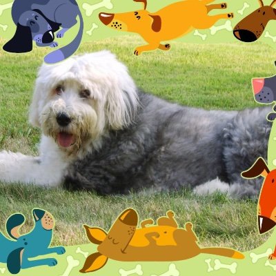 sharsheepdog Profile Picture