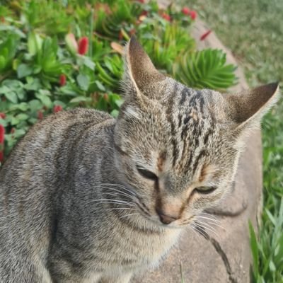 CynthiaNjuguna9's profile picture. personal thought diary 📖