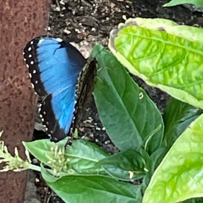 schoolproject80's profile picture. 