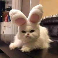Daily Cat Dose (@shouldhaveacatt) 's Twitter Profile