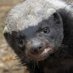 TheHoneyBadger (@marcosigillo7) Twitter profile photo TheHoneyBadger (@marcosigillo7) Twitter profile photo
