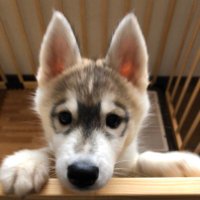 シベリアン⭐︎たかしぃ (@takashii1094) 's Twitter Profile