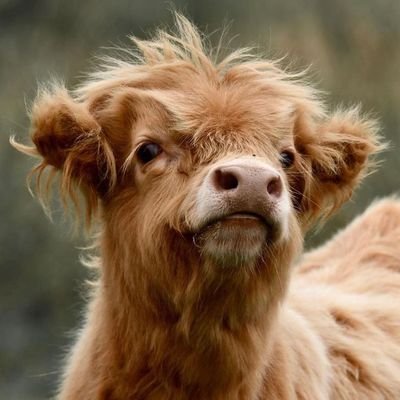 ducketyf's profile picture. hello whatsup hi :)