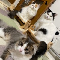 こゆみ (@matukoyu) 's Twitter Profile