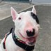 Zero the Ghost Dog 🏳️🌈 🏳️⚧️ (@zeroisagoodboy) Twitter profile photo Zero the Ghost Dog 🏳️🌈 🏳️⚧️ (@zeroisagoodboy) Twitter profile photo