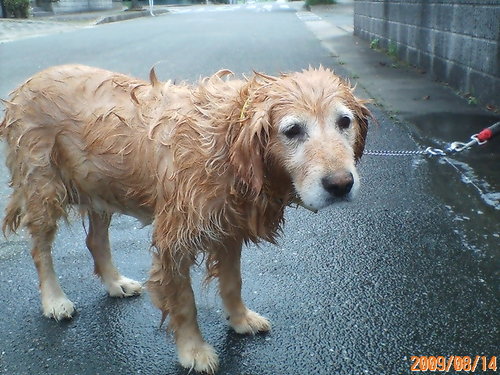 shingo19660327's profile picture. この度、ノフ専用（でんぱ、babyMetalも）にしてみました。平日は仕事漬け、夜は飲んだくれー。 土日は、ももクロ聞きながら、庭の芝刈りと筋トレをしていまーす。 あーりん推しのモノノフです。AEです。 すただ推し。でんぱ、babymetalも推し！ 千葉船橋＠のふです。 ライブ行きてぇー！！！