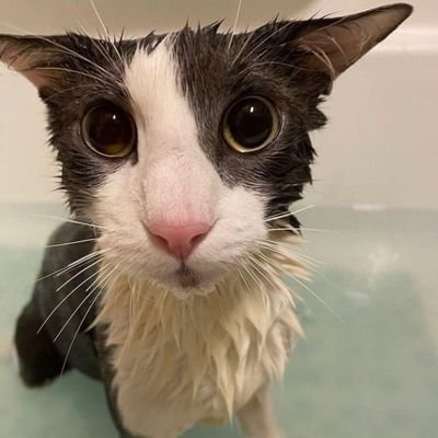 I love soggy cat