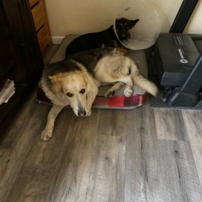 Sokegoes's profile picture. Fun and funny